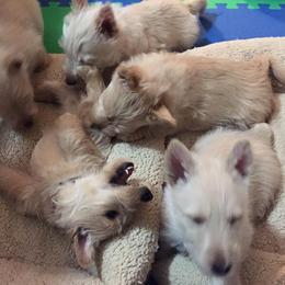 Scottish Terrier Puppies from Glendarra Scottish Terriers