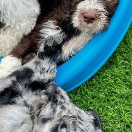 Newfypoo Puppies from Two Sisters Ranch, LLC