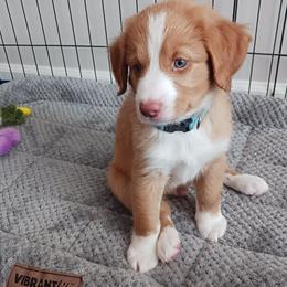 Nova Scotia Duck Tolling Retriever Puppies from Red Hill Tollers