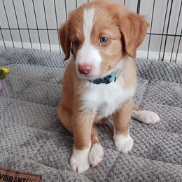 Nova Scotia Duck Tolling Retriever Puppies from Red Hill Tollers
