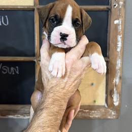 Charlie - Fawn male Boxer puppy in Rochester, Washington from Holly's Boxers of Rochester