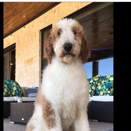 Rip - Poodle
