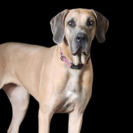 Benelli - Great Dane