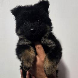 Orange Female - Black and tan female German Shepherd puppy in Ocala, Florida from Guardian Shepherds