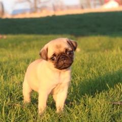 Pugs from Squishy and Snorts