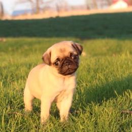 Pugs from Squishy and Snorts