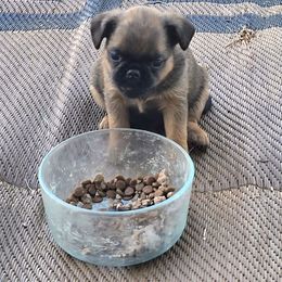 Girl 3 - Belge female Brussels Griffon puppy in Canyon Creek, Montana from Mad Monkey