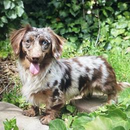 Maverick - Dachshund