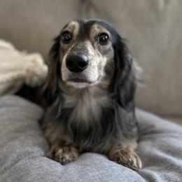 Brooks - Dachshund