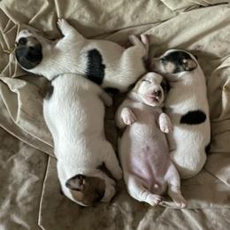 Russell Terriers from Russell House