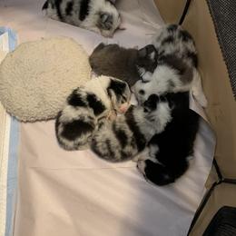 Shetland Sheepdog Puppies from Twilight Shadow Shelties