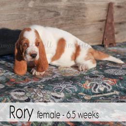 Rory - Red and white female Basset Hound puppy in Jefferson City, Missouri from Triple Hill Farm