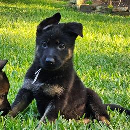 Falka - BT Female - Black and tan female German Shepherd puppy in Conroe, Texas from Aus der Asche German Shepherds