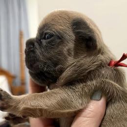 French Bulldogs from Sassy Belle's Frenchies