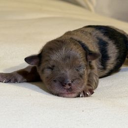 Abigail - Brown merle female Aussiedoodle puppy in Daphne, Alabama from Darling Australians