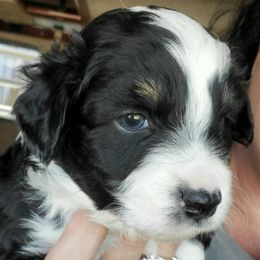 Miniature Australian Shepherds and Toy Australian Shepherds from Kim Mayo