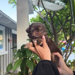 Muffin - Tricolor female Shih Tzu puppy in Riverside, California from It’s a Shih Tzu world