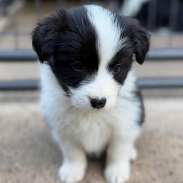 Fury - Black and white female Border Collie puppy in Kalispell, Montana from North Fork Border Collies