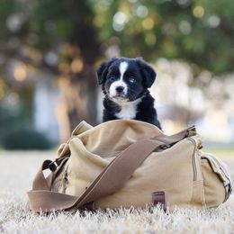 Australian Shepherd, Miniature Australian Shepherd, and Toy Australian Shepherd Puppies from Triple Lake Ranch Miniature Australian Shepherds