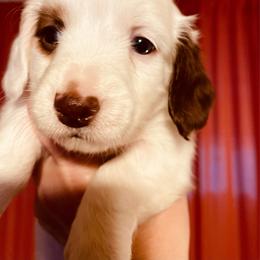 Bebe - Piebald female Dachshund puppy in Petersburg, Virginia from Wiggle Waddle Dachshunds