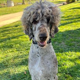 Willy Jo - Poodle