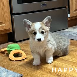 Happy - Red male Pembroke Welsh Corgi puppy in Vernal, Utah from Bingo's Kennel