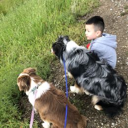 Miniature American Shepherds and Miniature Australian Shepherds from 4MLA STABLES