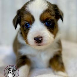 Cooper - Blue merle male Toy Australian Shepherd puppy in East Berlin, Pennsylvania from Dusty Spring Australian Shepherds, LLC