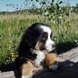 Miniature Australian Shepherd Puppies from Mini Aussie Tails