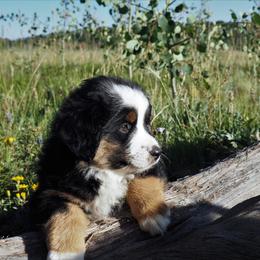 Miniature Australian Shepherd Puppies from Mini Aussie Tails