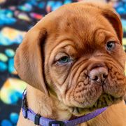 Boy 2 - Fawn Dogue de Bordeaux puppy in Folsom, California from Santacera Dogue de Bordeaux