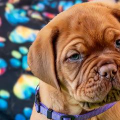 Boy 2 - Fawn Dogue de Bordeaux puppy in Folsom, California from Santacera Dogue de Bordeaux