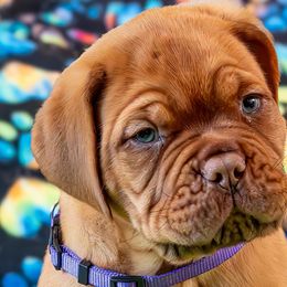 Boy 2 - Fawn Dogue de Bordeaux puppy in Folsom, California from Santacera Dogue de Bordeaux