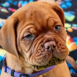 Boy 2 - Fawn Dogue de Bordeaux puppy in Folsom, California from Santacera Dogue de Bordeaux
