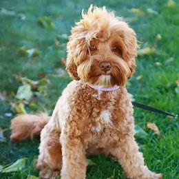 Livvy - Australian Labradoodle