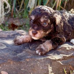 Rocky - male Australian Mountain Doodle puppy in Bristow, Oklahoma from 10-Acre Woods Cockapoos