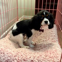 Bella - Tri-color female Cavalier King Charles Spaniel puppy in Greenvillle, South Carolina from Ellis Family Cavaliers