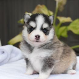 Aleida - Gray and white female Pomsky puppy in Coos Bay, Oregon from Ocean View Pomskies