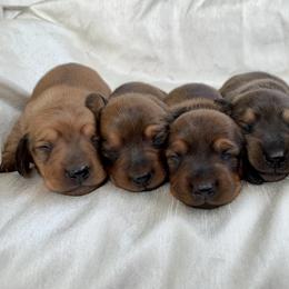 Dachshund Puppies from Hidden Haven Dachshunds