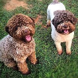 Lagotti Romagnoli and Portuguese Water Dogs from Boardwalk Water Dogs