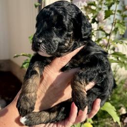 Aussiedoodle and Bernedoodle Puppies from LolliPop Farms