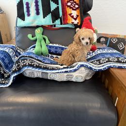 Poodle Puppies from Caloosa Toy Poodles