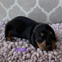 CKC Betty - Black and tan female Dachshund puppy in Joshua Tree, California from Desert Dreams Ranch