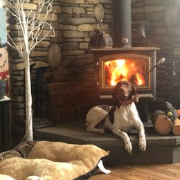 Britt - German Shorthaired Pointer