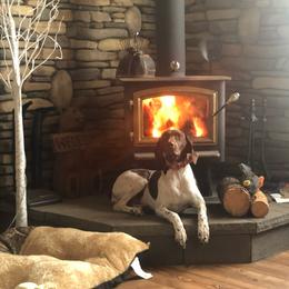 Britt - German Shorthaired Pointer