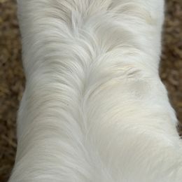 Great Pyrenees All Grown Up from McCarthy Ranchette