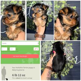 Gracie - Black and gold female Morkie puppy in Cleveland, Tennessee from Moody’s Morkies and More