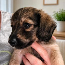 Kylo - Cream male Dachshund puppy in South Fulton, Tennessee from Stiles' Heartfyre Dachshunds