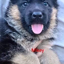 Mikey - Black and red male German Shepherd puppy in Noel, Missouri from Wondar Shepherds