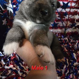 Boy 1 - Gray and white male Siberian Husky puppy in Bingham, Illinois from Siberian Instincts Kennel